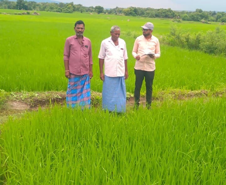 దిగుబడి అంచనాకు పంట కోత ప్రయోగాలు - Udayam
