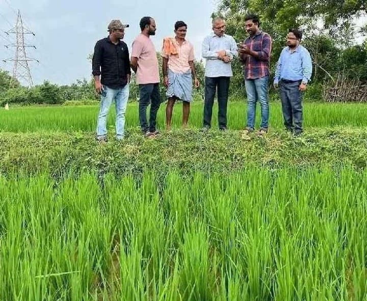 మెరకముడిదాం లో వరి పోలాలను పరిశీలించిన DAO - Udayam