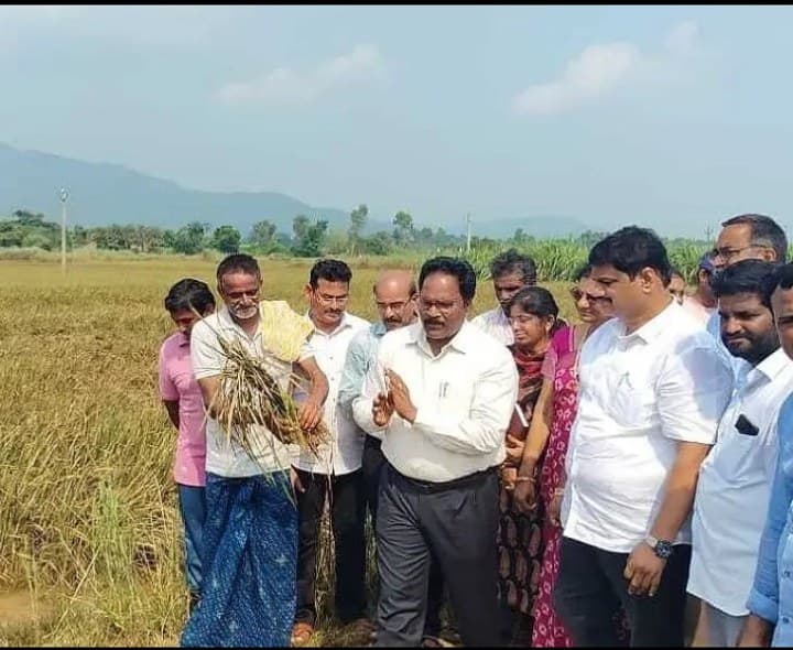 నష్టపోయిన పంటలను సేకరించిన అధికారులు - Udayam
