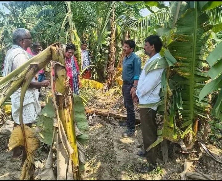 నేలకొరిగిన అరటి పంటలను పరిశీలించిన శాస్త్రవేత్తలు - Udayam