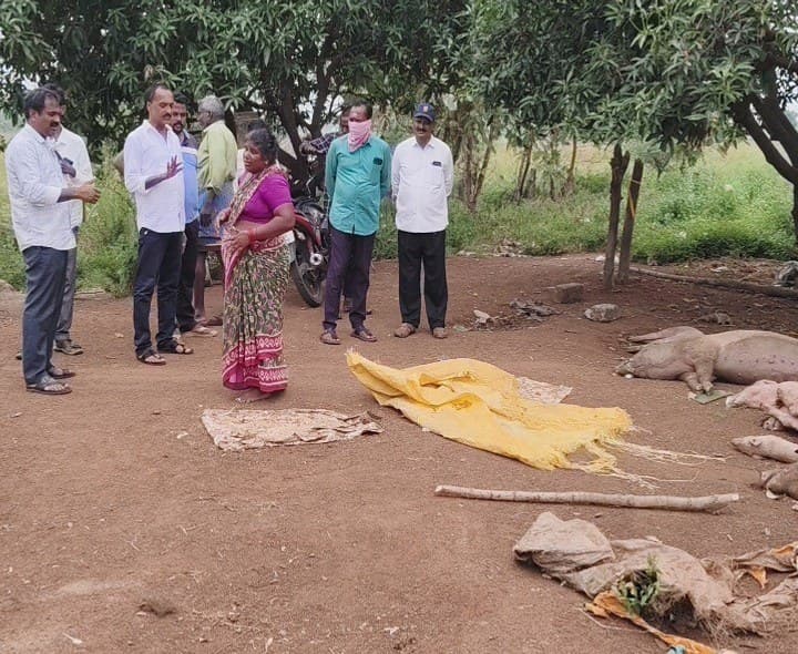 70 సీమ పందులు మృతి - Udayam