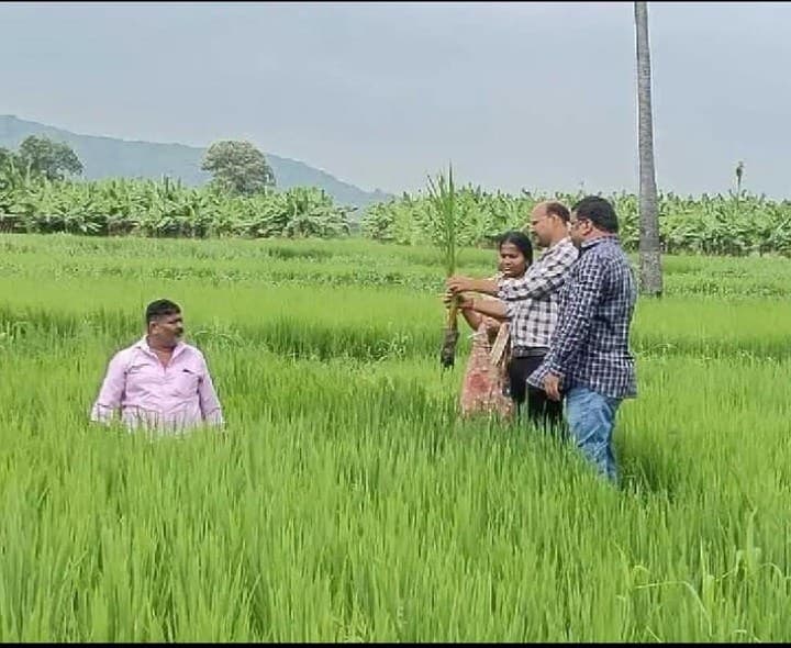 వరిలో కాండం తొలిచే పురుగు పట్ల అప్రమత్తంగా ఉండాలి