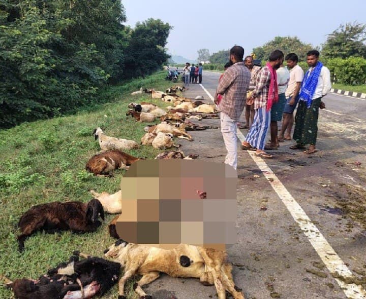 లారీ ఢీకొని సుమారు 50 గొర్రెలు మృత్యువాత - Udayam
