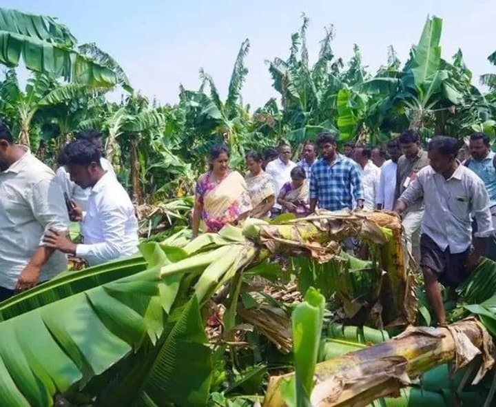 దెబ్బతిన్న అరటి పంట పొలాల పరిశీలన - Udayam