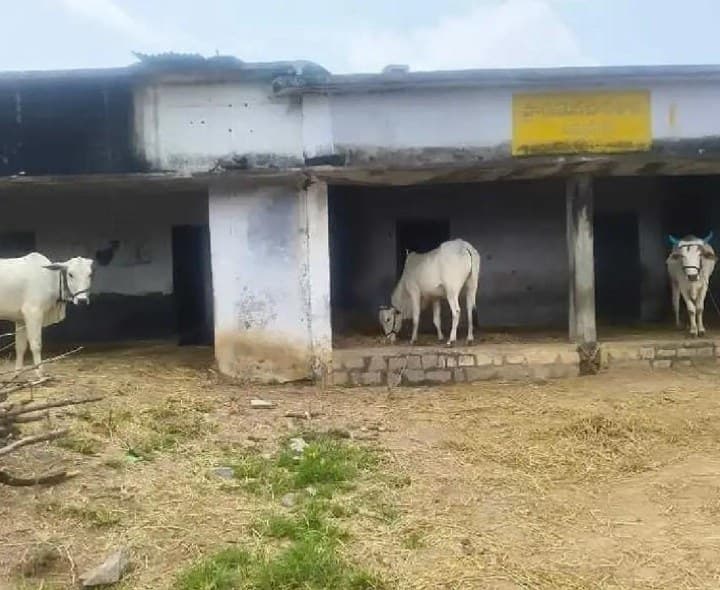 నాడు పాఠశాల.. నేడు పశువుల పాక - Udayam