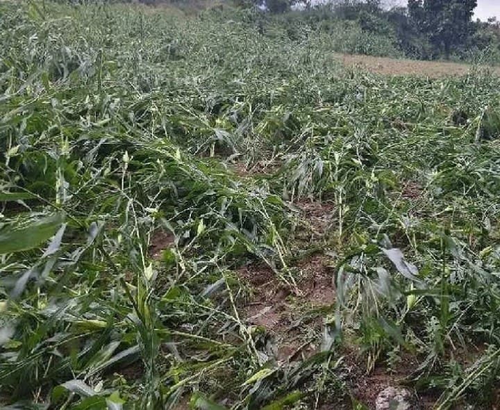 నేలకొరిగిన మొక్కజొన్న పంట - Udayam