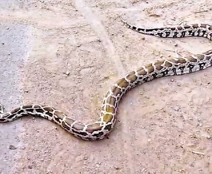 బొబ్బిలిలో కొండచిలువలు సంచారం - Udayam