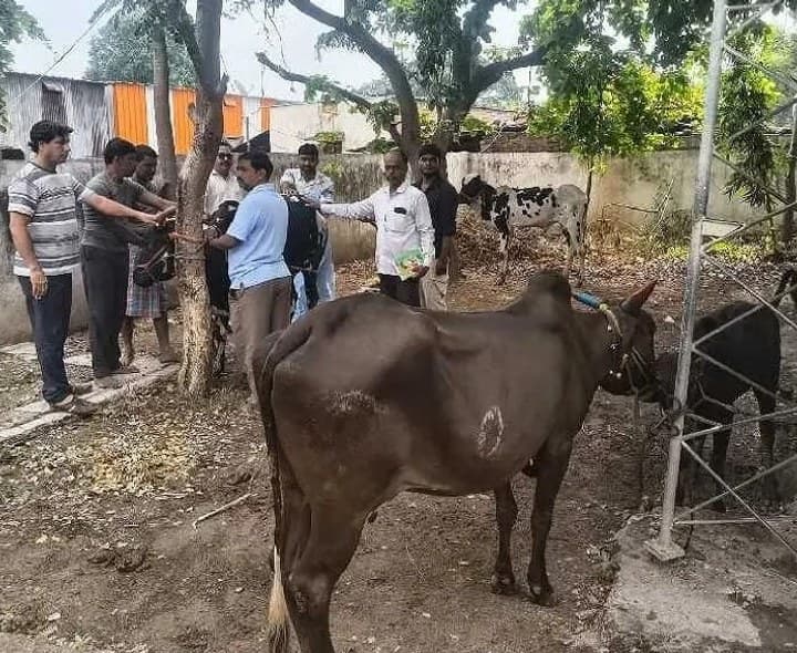 పశువులకు నట్టల నివారణ మందులు - Udayam