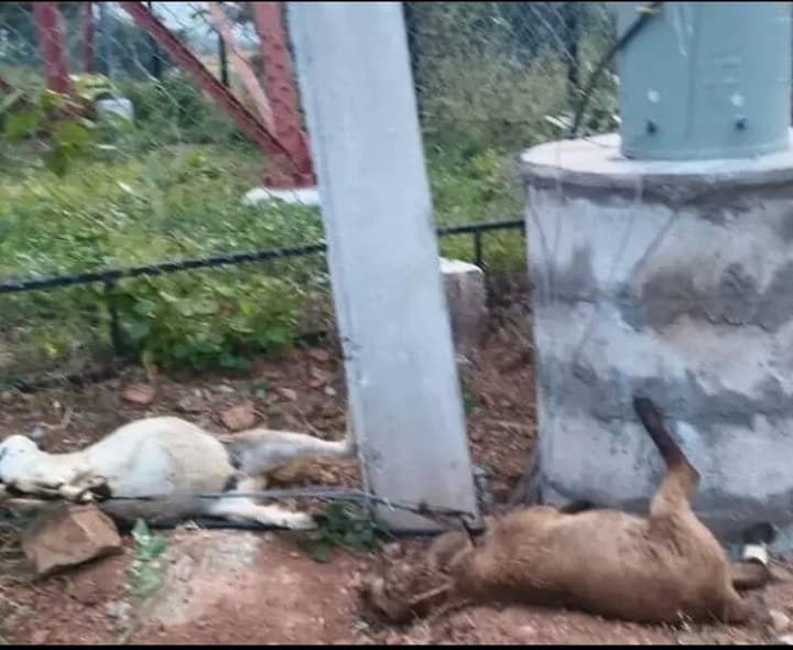 శ్రీరంగాపూర్ లో విద్యుత్ షాక్ తో గొర్రెలు మృతి - Udayam
